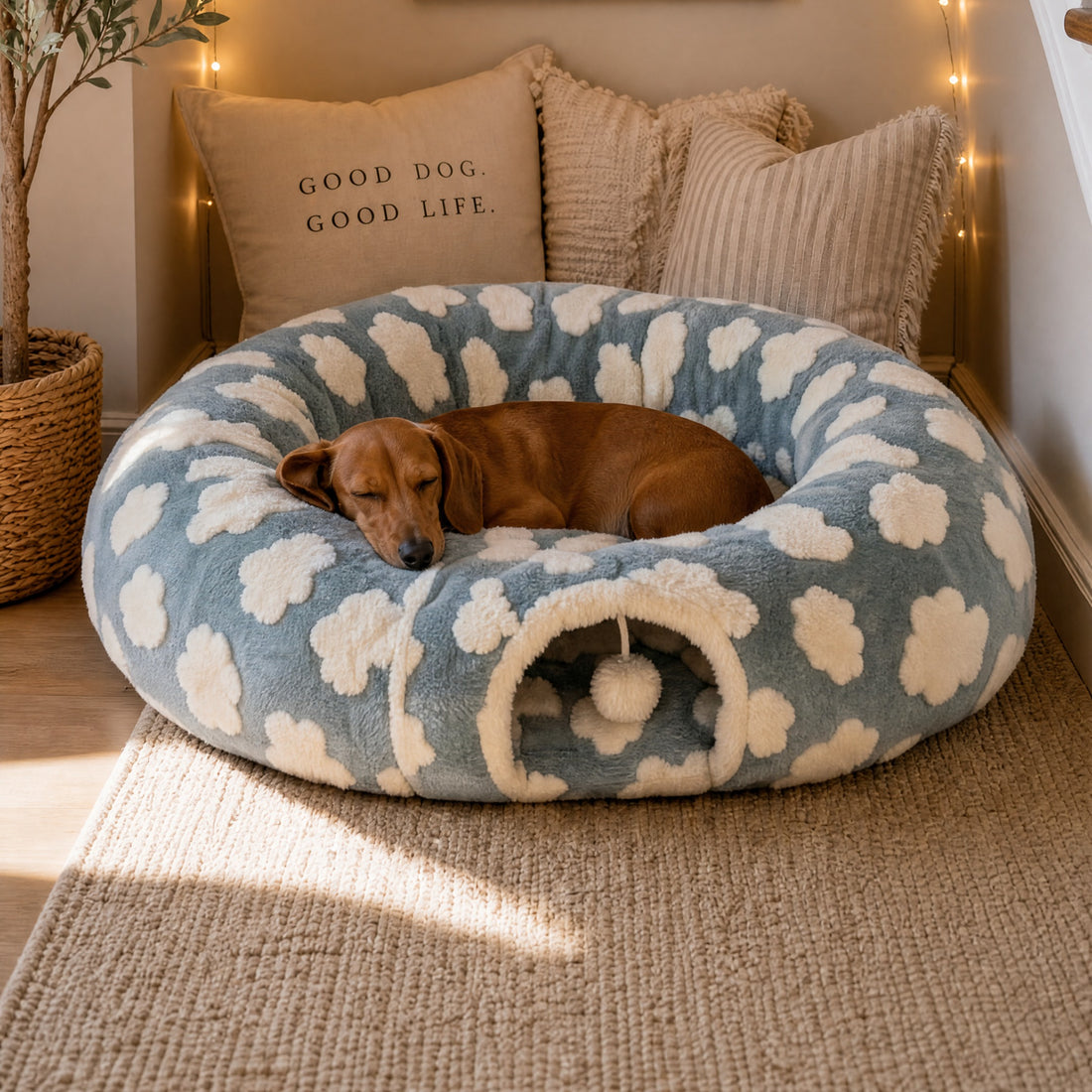 Blue tunnel donut dog bed with a dachshund